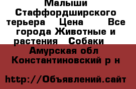 Малыши Стаффордширского терьера  › Цена ­ 1 - Все города Животные и растения » Собаки   . Амурская обл.,Константиновский р-н